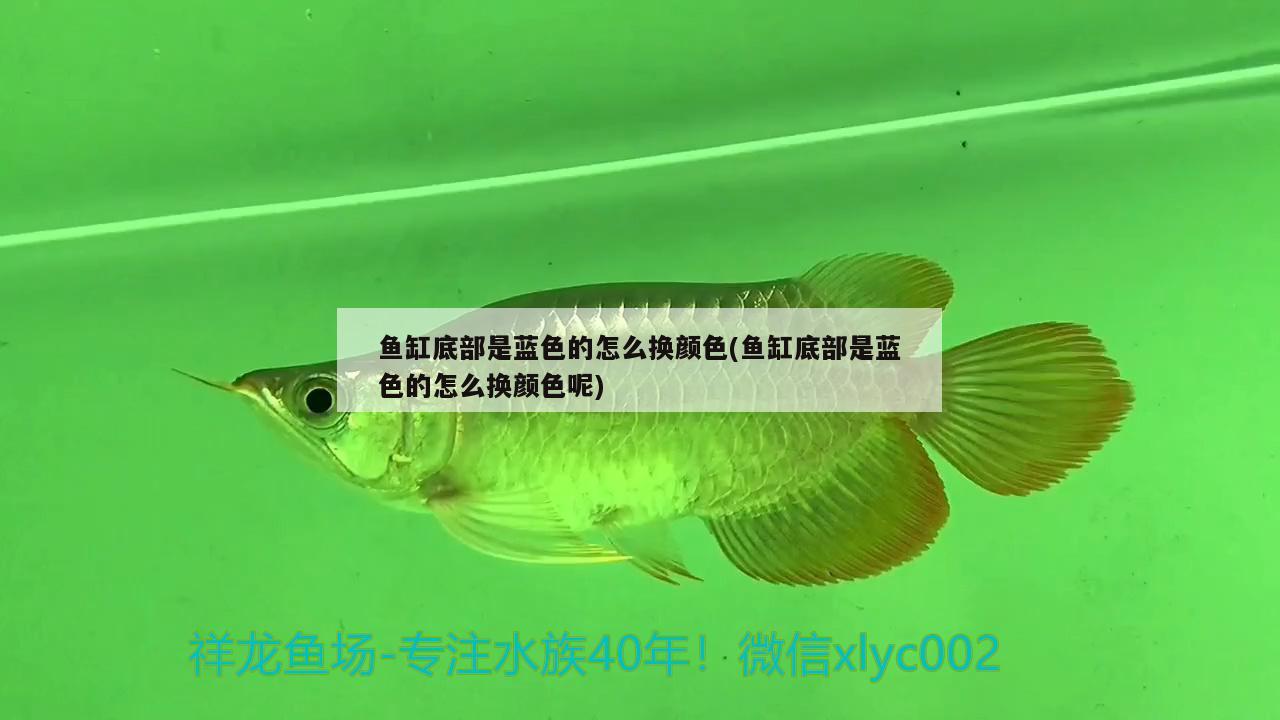 魚缸底部是藍色的怎么換顏色(魚缸底部是藍色的怎么換顏色呢) 野生地圖魚