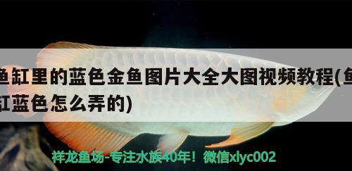 魚(yú)缸里的藍(lán)色金魚(yú)圖片大全大圖視頻教程(魚(yú)缸藍(lán)色怎么弄的)