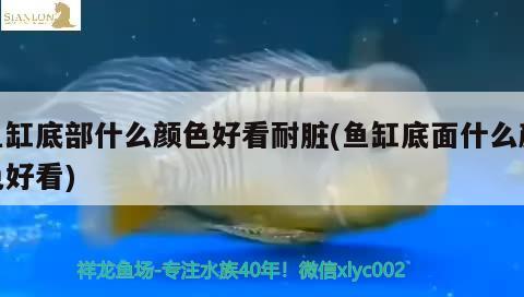 魚(yú)缸底部什么顏色好看耐臟(魚(yú)缸底面什么顏色好看)