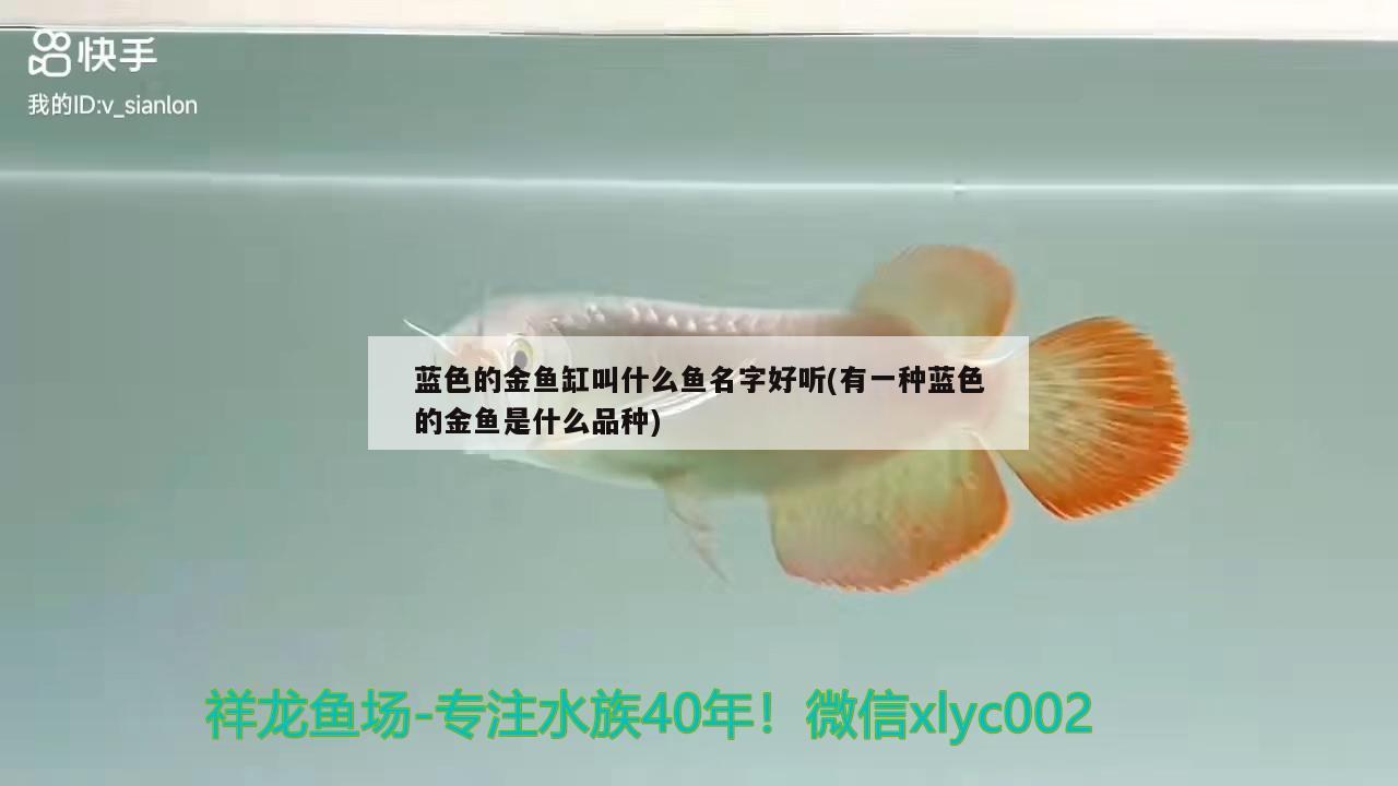 藍(lán)色的金魚缸叫什么魚名字好聽(有一種藍(lán)色的金魚是什么品種)