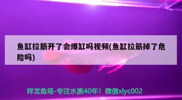 魚缸拉筋開了會爆缸嗎視頻(魚缸拉筋掉了危險嗎) 黃金河虎魚