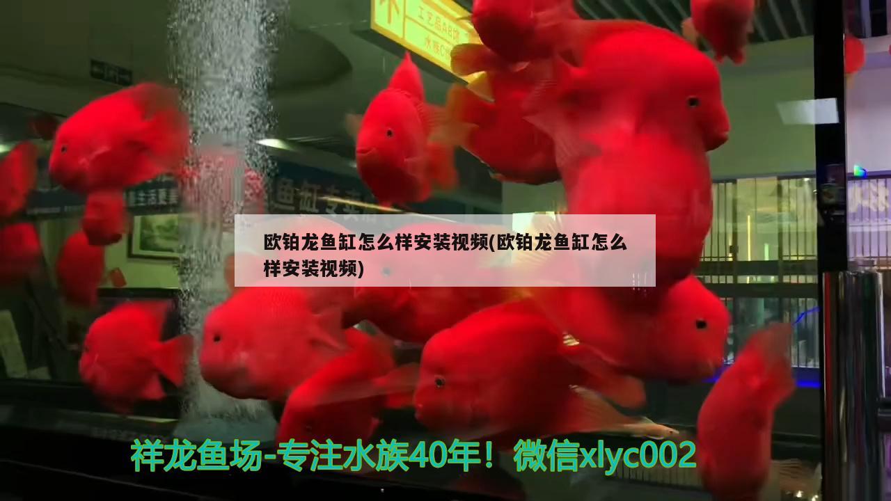 歐鉑龍魚缸怎么樣安裝視頻(歐鉑龍魚缸怎么樣安裝視頻) 狗仔（招財貓)魚苗