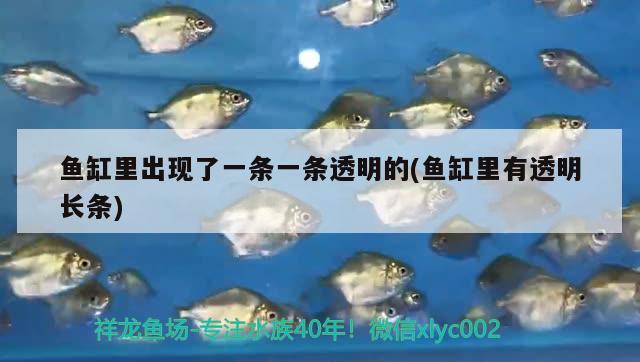 魚缸里出現(xiàn)了一條一條透明的(魚缸里有透明長(zhǎng)條) 森森魚缸