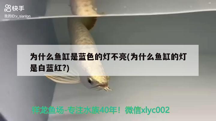 為什么魚缸是藍色的燈不亮(為什么魚缸的燈是白藍紅?)