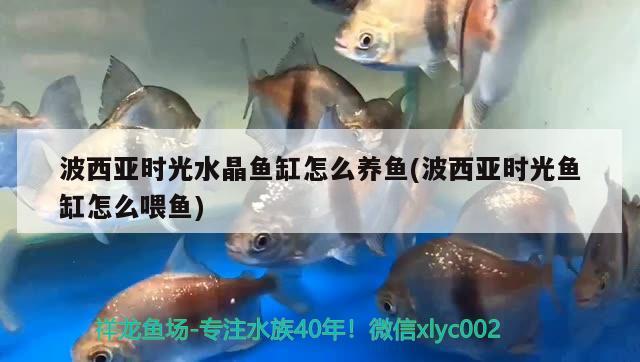 波西亞時光水晶魚缸怎么養(yǎng)魚(波西亞時光魚缸怎么喂魚) 朱巴利魚苗 第2張