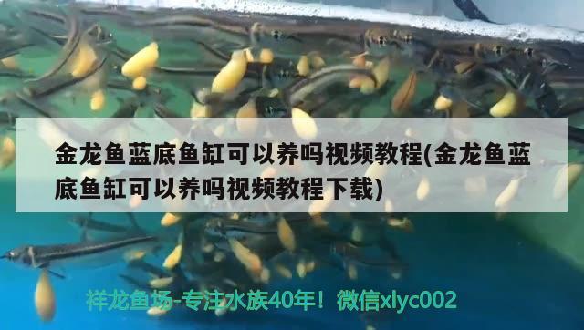 金龍魚藍底魚缸可以養(yǎng)嗎視頻教程(金龍魚藍底魚缸可以養(yǎng)嗎視頻教程下載) 朱巴利魚苗