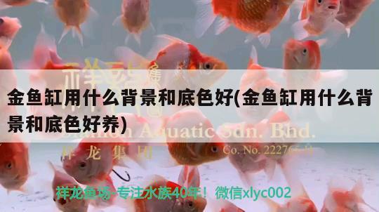 金魚缸用什么背景和底色好(金魚缸用什么背景和底色好養(yǎng))