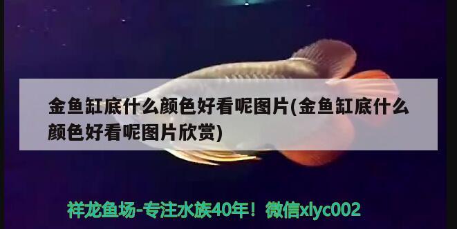 金魚缸底什么顏色好看呢圖片(金魚缸底什么顏色好看呢圖片欣賞)