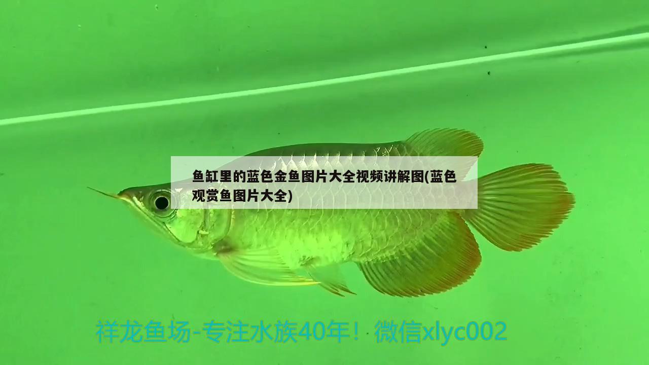 魚缸里的藍(lán)色金魚圖片大全視頻講解圖(藍(lán)色觀賞魚圖片大全) 祥龍水族護(hù)理水