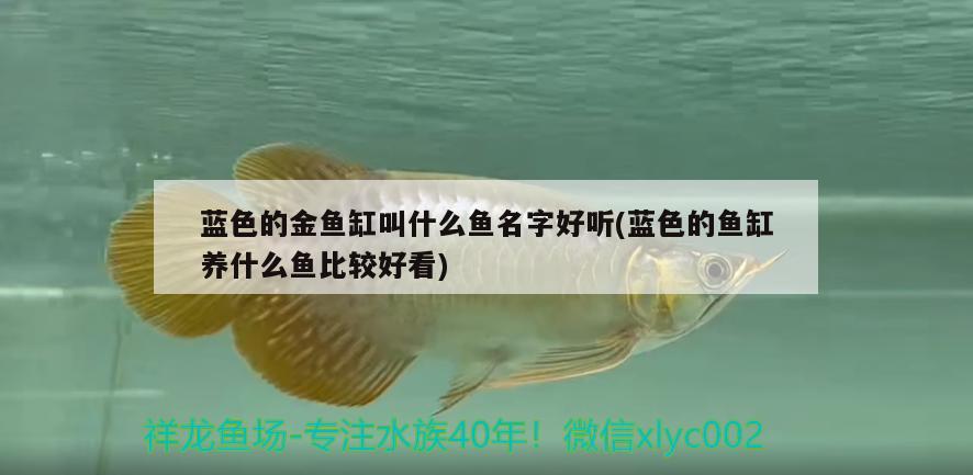 藍(lán)色的金魚缸叫什么魚名字好聽(藍(lán)色的魚缸養(yǎng)什么魚比較好看) 黑桃A魚苗