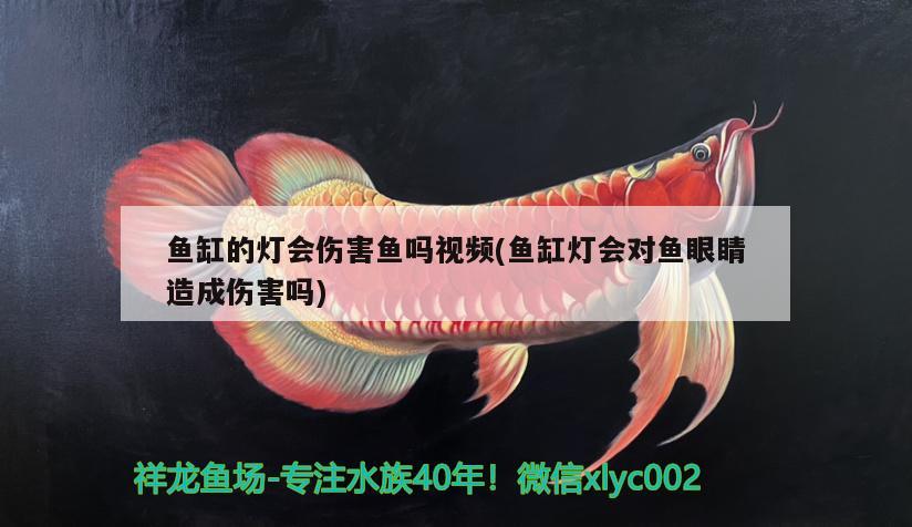 魚缸的燈會傷害魚嗎視頻(魚缸燈會對魚眼睛造成傷害嗎)