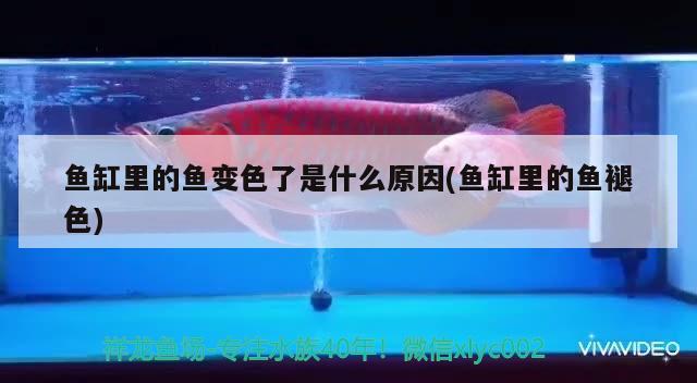 魚缸里的魚變色了是什么原因(魚缸里的魚褪色)