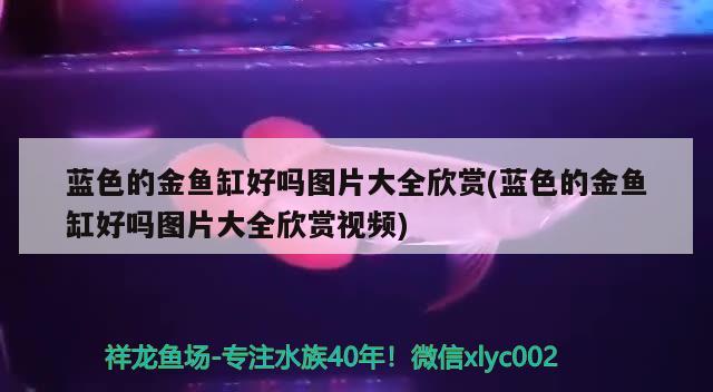 藍色的金魚缸好嗎圖片大全欣賞(藍色的金魚缸好嗎圖片大全欣賞視頻) 圖騰金龍魚