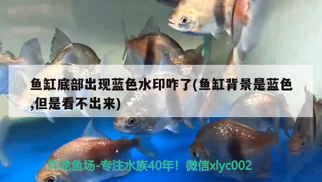 魚缸底部出現(xiàn)藍色水印咋了(魚缸背景是藍色,但是看不出來)