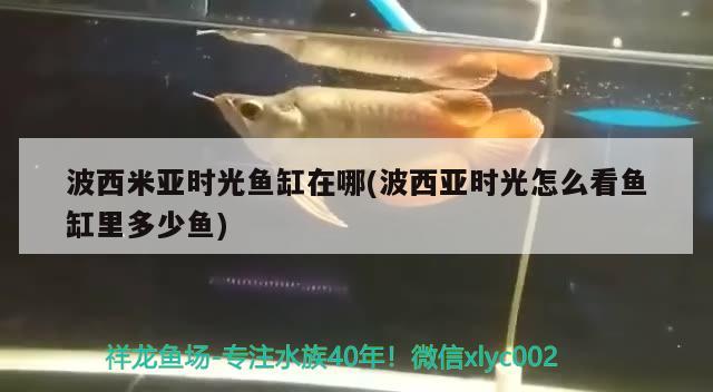 波西米亞時(shí)光魚缸在哪(波西亞時(shí)光怎么看魚缸里多少魚) 新加坡號(hào)半紅龍魚（練手級(jí)紅龍魚）