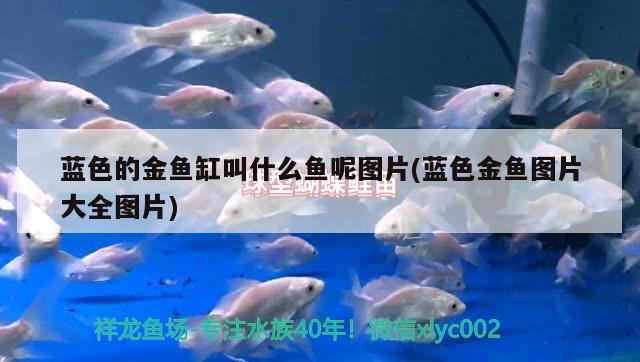 藍(lán)色的金魚缸叫什么魚呢圖片(藍(lán)色金魚圖片大全圖片)