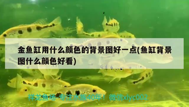 金魚缸用什么顏色的背景圖好一點(diǎn)(魚缸背景圖什么顏色好看)