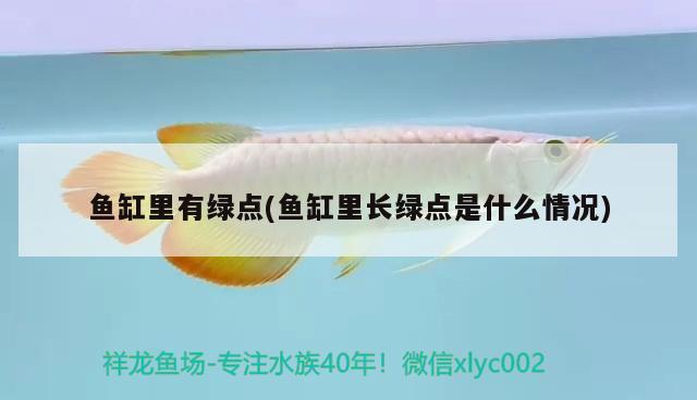 魚(yú)缸里有綠點(diǎn)(魚(yú)缸里長(zhǎng)綠點(diǎn)是什么情況) 黃鰭鯧魚(yú) 第2張