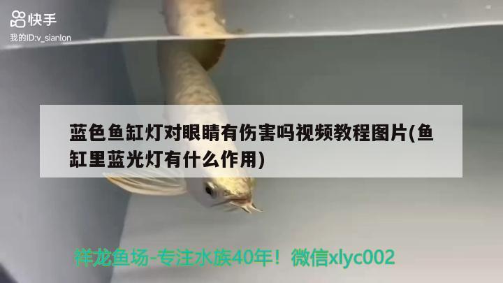 藍色魚缸燈對眼睛有傷害嗎視頻教程圖片(魚缸里藍光燈有什么作用) 羽毛刀魚苗