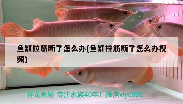 魚缸拉筋斷了怎么辦(魚缸拉筋斷了怎么辦視頻)