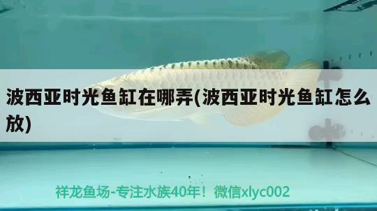 波西亞時光魚缸在哪弄(波西亞時光魚缸怎么放)