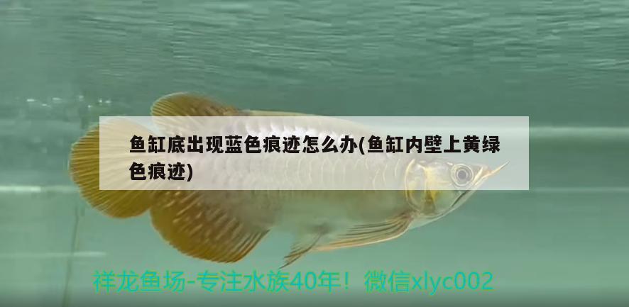 魚缸底出現(xiàn)藍(lán)色痕跡怎么辦(魚缸內(nèi)壁上黃綠色痕跡)