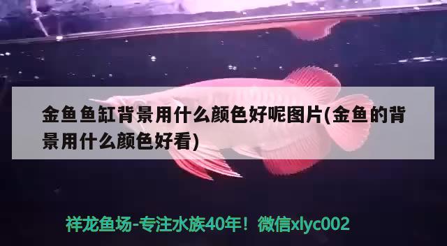 金魚(yú)魚(yú)缸背景用什么顏色好呢圖片(金魚(yú)的背景用什么顏色好看)