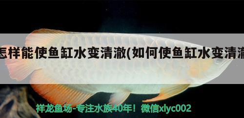 怎樣能使魚缸水變清澈(如何使魚缸水變清澈)