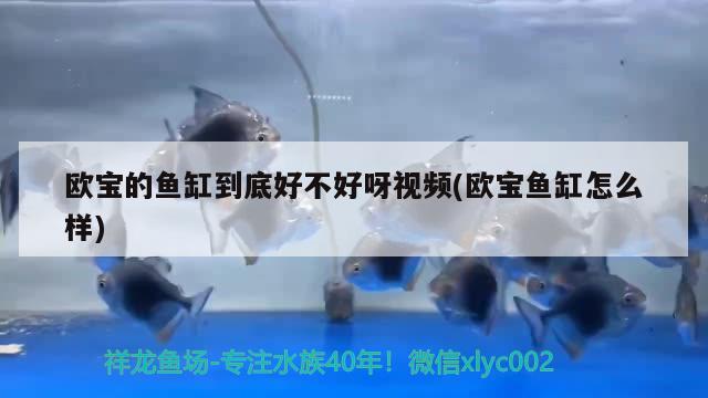 歐寶的魚缸到底好不好呀視頻(歐寶魚缸怎么樣) 一眉道人魚苗