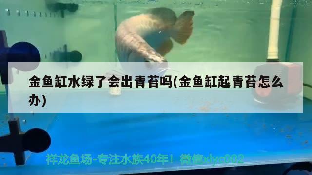 金魚缸水綠了會出青苔嗎(金魚缸起青苔怎么辦)