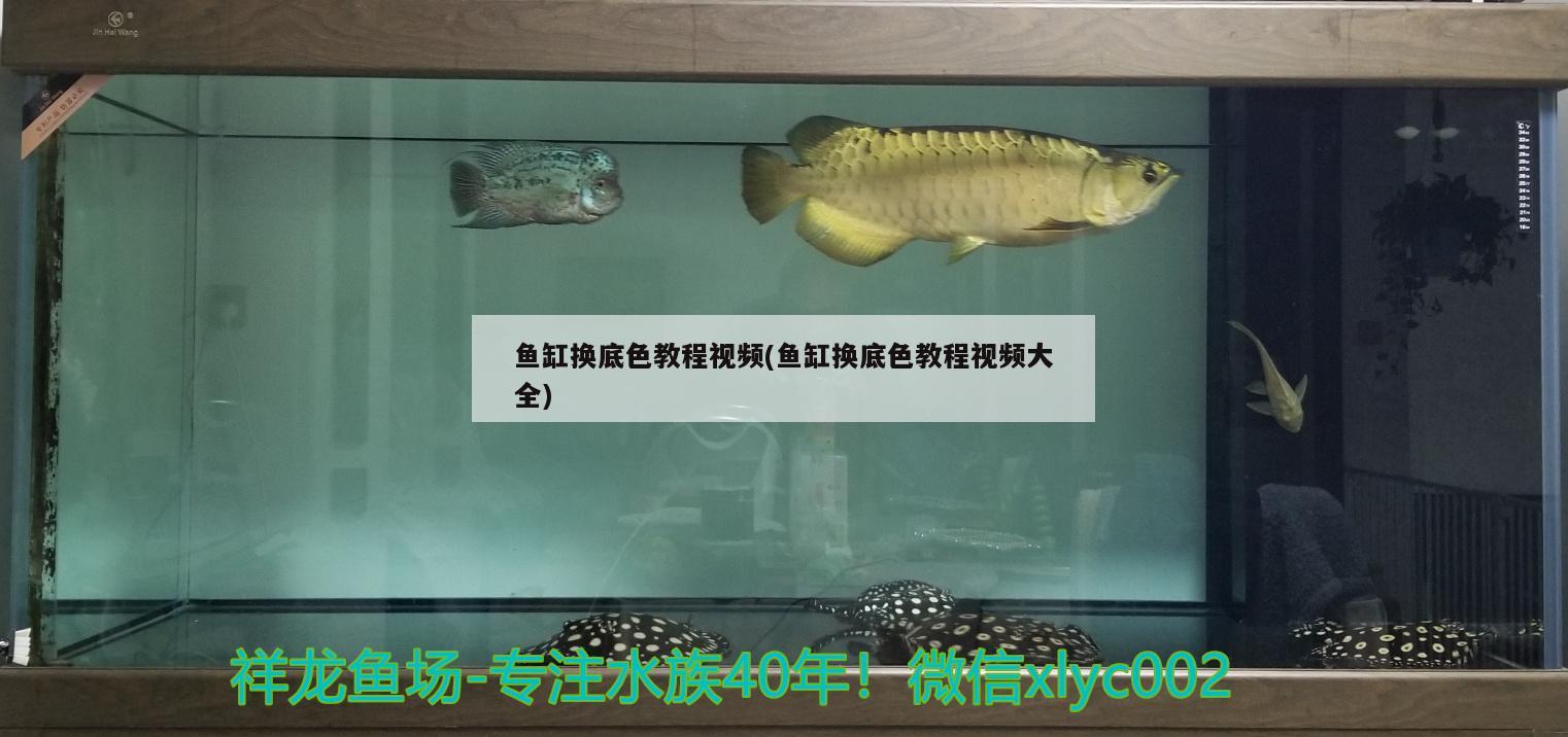 魚缸換底色教程視頻(魚缸換底色教程視頻大全) 錦鯉魚