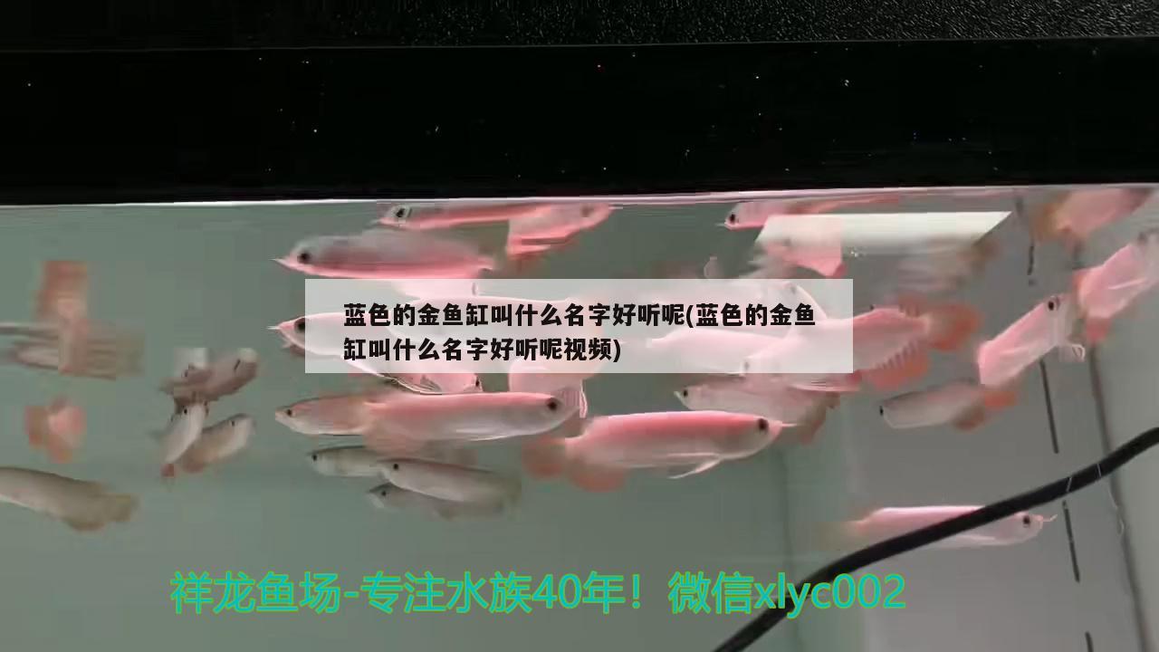 藍(lán)色的金魚缸叫什么名字好聽呢(藍(lán)色的金魚缸叫什么名字好聽呢視頻) 祥龍龍魚魚糧