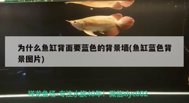 為什么魚缸背面要藍(lán)色的背景墻(魚缸藍(lán)色背景圖片)