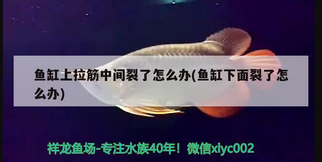 魚缸上拉筋中間裂了怎么辦(魚缸下面裂了怎么辦) 觀賞魚市場