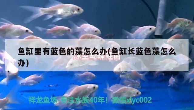 魚(yú)缸里有藍(lán)色的藻怎么辦(魚(yú)缸長(zhǎng)藍(lán)色藻怎么辦)