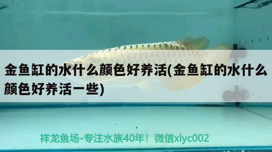 金魚(yú)缸的水什么顏色好養(yǎng)活(金魚(yú)缸的水什么顏色好養(yǎng)活一些)