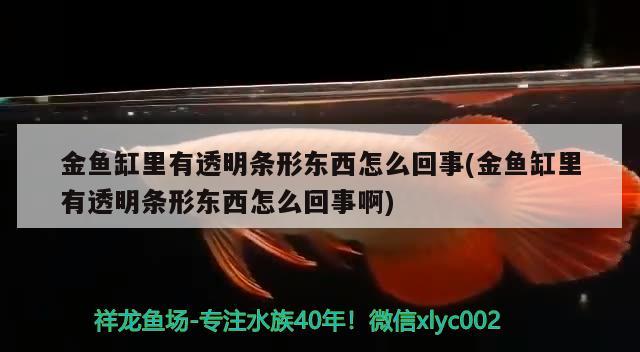 金魚缸里有透明條形東西怎么回事(金魚缸里有透明條形東西怎么回事啊) 狗仔招財貓魚