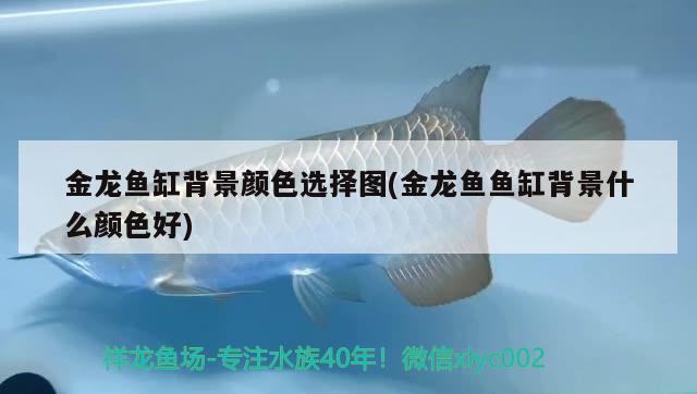 金龍魚缸背景顏色選擇圖(金龍魚魚缸背景什么顏色好)