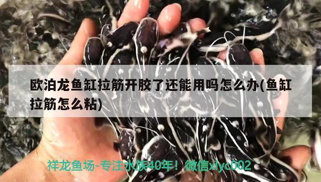 歐泊龍魚缸拉筋開膠了還能用嗎怎么辦(魚缸拉筋怎么粘) 黑帝王魟魚