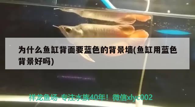 為什么魚缸背面要藍(lán)色的背景墻(魚缸用藍(lán)色背景好嗎)