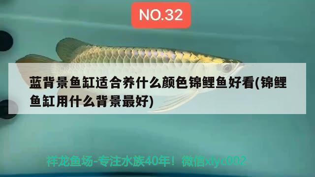 藍(lán)背景魚缸適合養(yǎng)什么顏色錦鯉魚好看(錦鯉魚缸用什么背景最好) 銀河星鉆魚