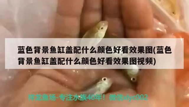 藍色背景魚缸蓋配什么顏色好看效果圖(藍色背景魚缸蓋配什么顏色好看效果圖視頻) 白子球鯊魚