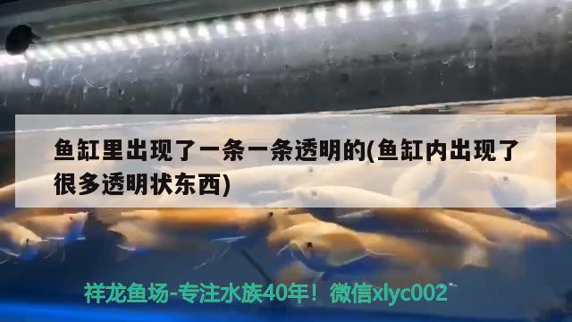 魚缸里出現(xiàn)了一條一條透明的(魚缸內(nèi)出現(xiàn)了很多透明狀東西) 黑白雙星魚