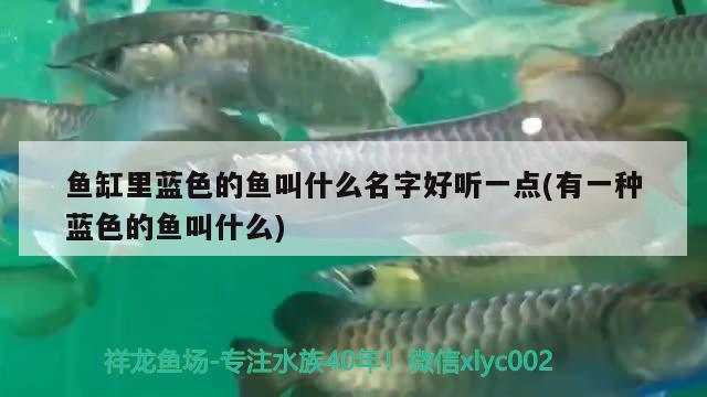 魚缸里藍(lán)色的魚叫什么名字好聽一點(diǎn)(有一種藍(lán)色的魚叫什么) 廣州觀賞魚魚苗批發(fā)市場(chǎng)