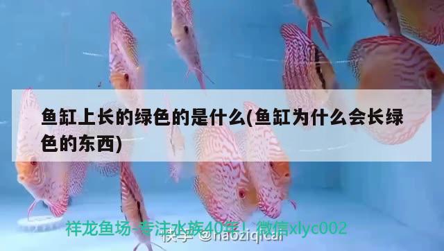 魚缸上長的綠色的是什么(魚缸為什么會長綠色的東西)