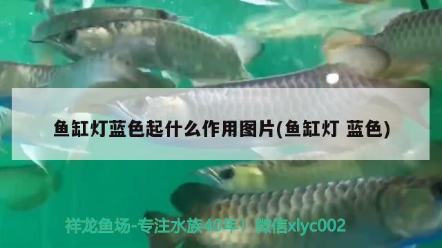 魚缸燈藍(lán)色起什么作用圖片(魚缸燈藍(lán)色)