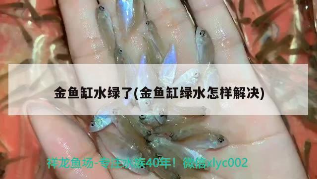 金魚缸水綠了(金魚缸綠水怎樣解決) 申古銀版魚