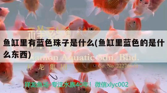 魚缸里有藍色珠子是什么(魚缸里藍色的是什么東西)