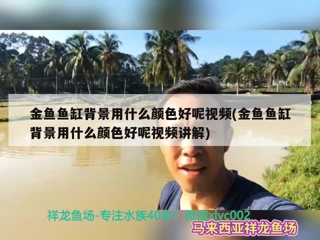 金魚魚缸背景用什么顏色好呢視頻(金魚魚缸背景用什么顏色好呢視頻講解) 元寶鳳凰魚專用魚糧