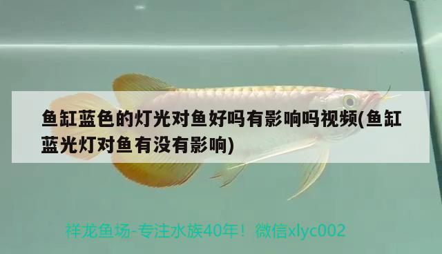 魚缸藍(lán)色的燈光對(duì)魚好嗎有影響嗎視頻(魚缸藍(lán)光燈對(duì)魚有沒有影響)